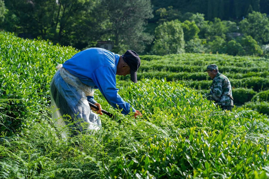 How L-Theanine Enhances Focus: The Calm Path to Sharper Thinking