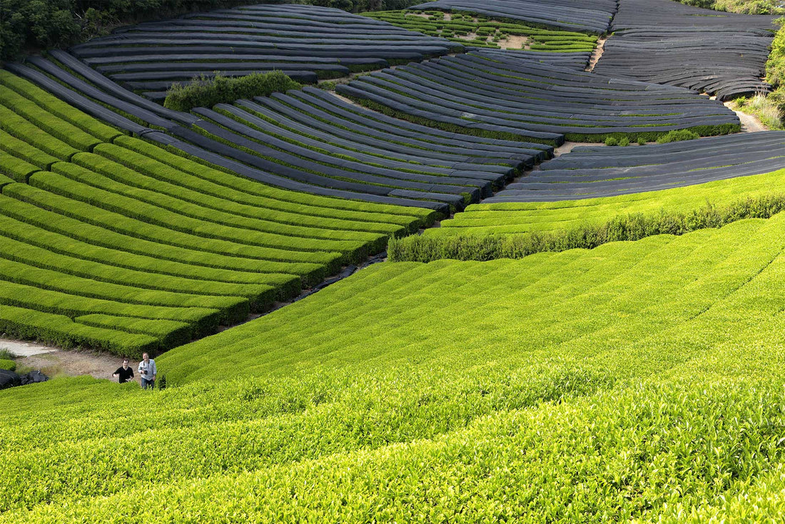 The Art and Science of Matcha Cultivation