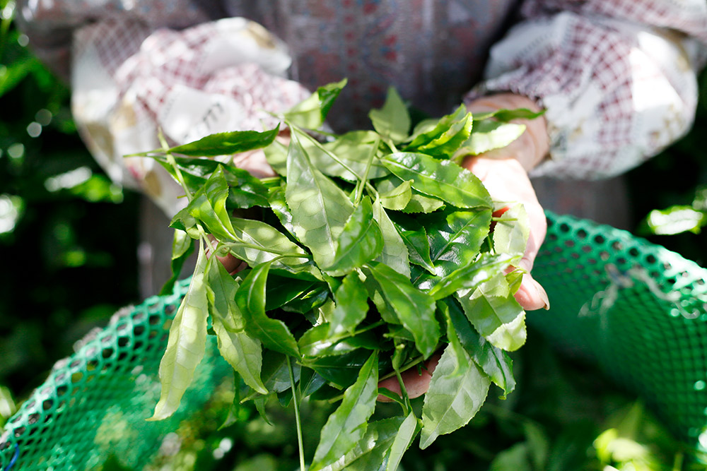 Matcha vs Green Tea: What’s the Real Difference in Your Daily Cup?