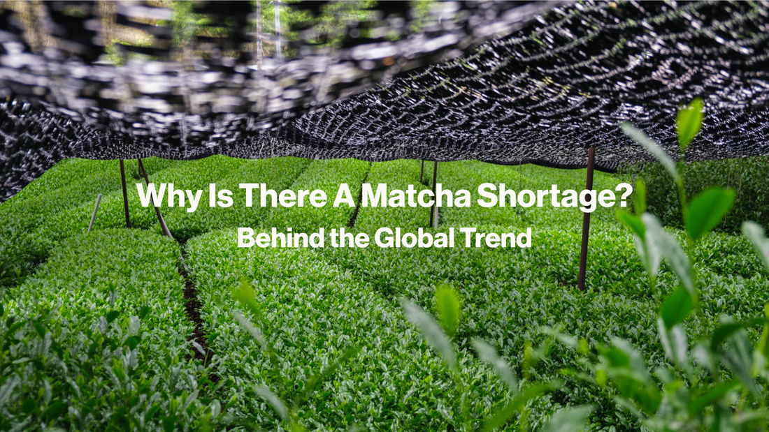 Why Is There A Matcha Shortage?