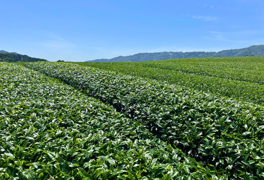 Okumidori Single-Origin Matcha: A Rare Gem
