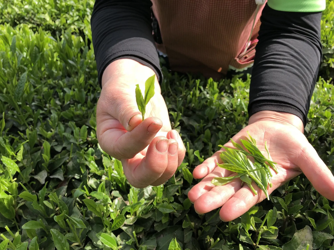 The Sustainability of Matcha: How Choosing Matcha Can Be Eco-Friendly